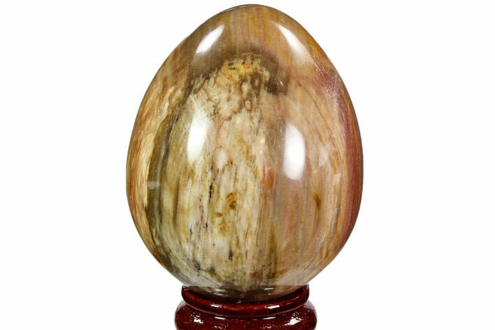 Bargain, Colorful, Polished Petrified Wood Egg - Triassic #107391